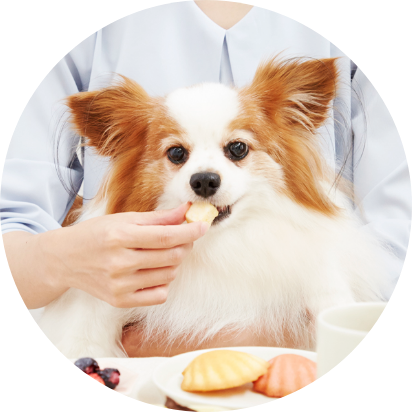 おやつを食べているワンちゃんの画像