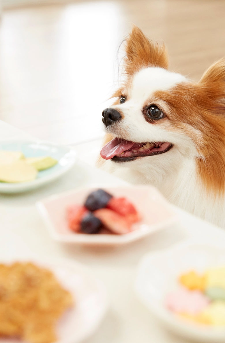 おやつ時間を過ごすワンちゃんの画像